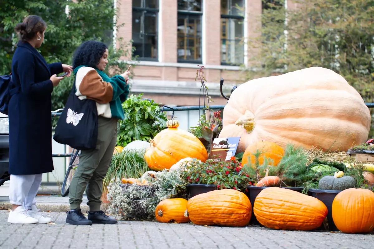 Amsterdam\'da Dev Bal Kabakları İlgi Çekti