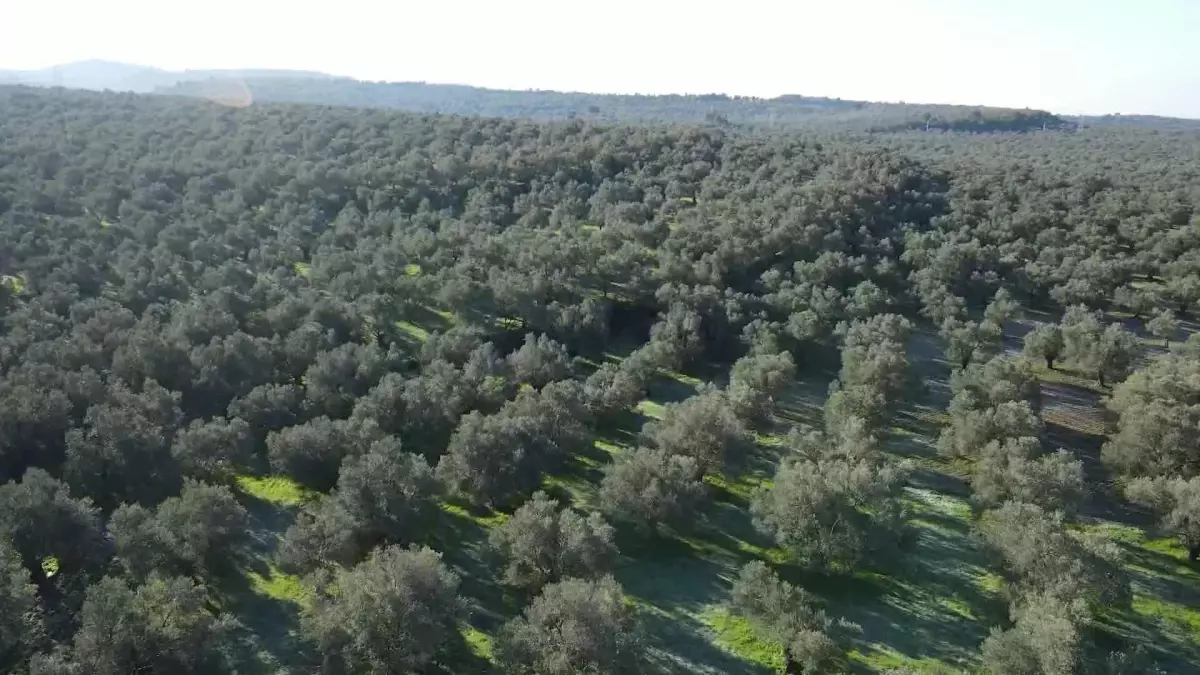 Balıkesir yerel haberi... Ayvalık\'ta Zeytin Müzesi Yenilendi