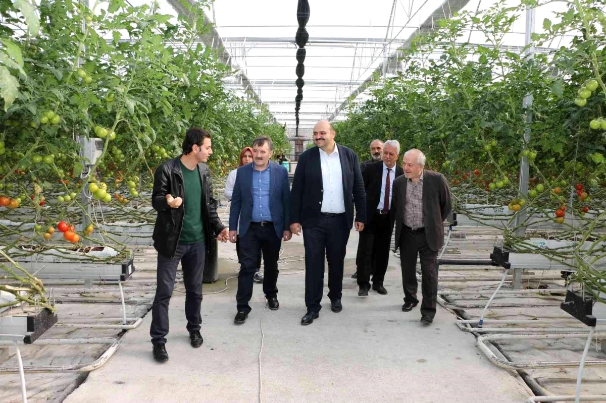 Erzurum yerel haberleri: Aziziye\'nin domates seralarına ESTP ziyareti
