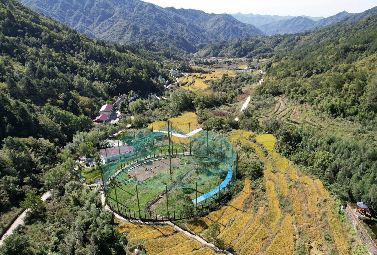 Çin\'in Ningshan İlçesindeki Yeşil Kalkınma