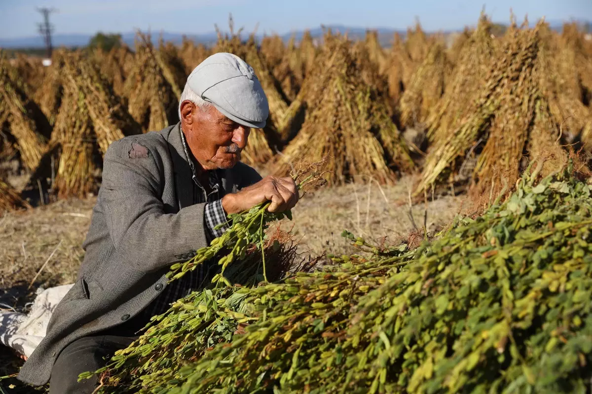 Geç ekim susam hasadına başlandı