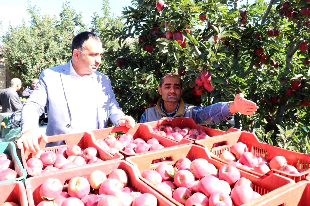 Isparta haberi! Eğirdir\'de 61 bin dekarlık elma bahçesinden 400 bin ton rekolte bekleniyor