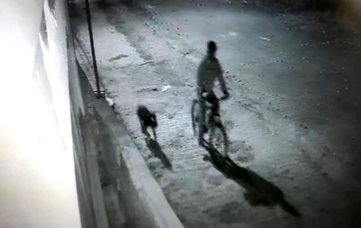 Iğdır 3. sayfa haberleri: Iğdır\'da pitbull cinsi köpek ile hırsızlık