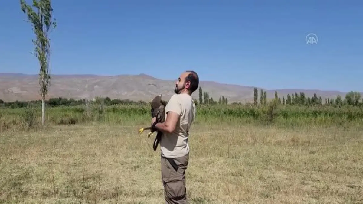 Iğdır haber: Iğdır\'dan takibe alınan bozkır kartalı, havaların soğumasıyla göçe başladı