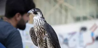 Irak'taki kuş meraklılarının adresi: 'Erbil kuş pazarı'