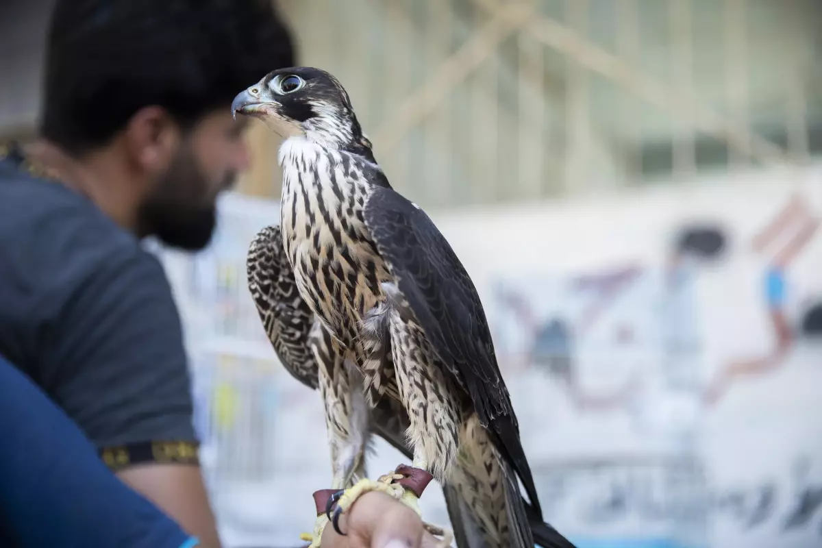 Irak'taki kuş meraklılarının adresi: 'Erbil kuş pazarı'