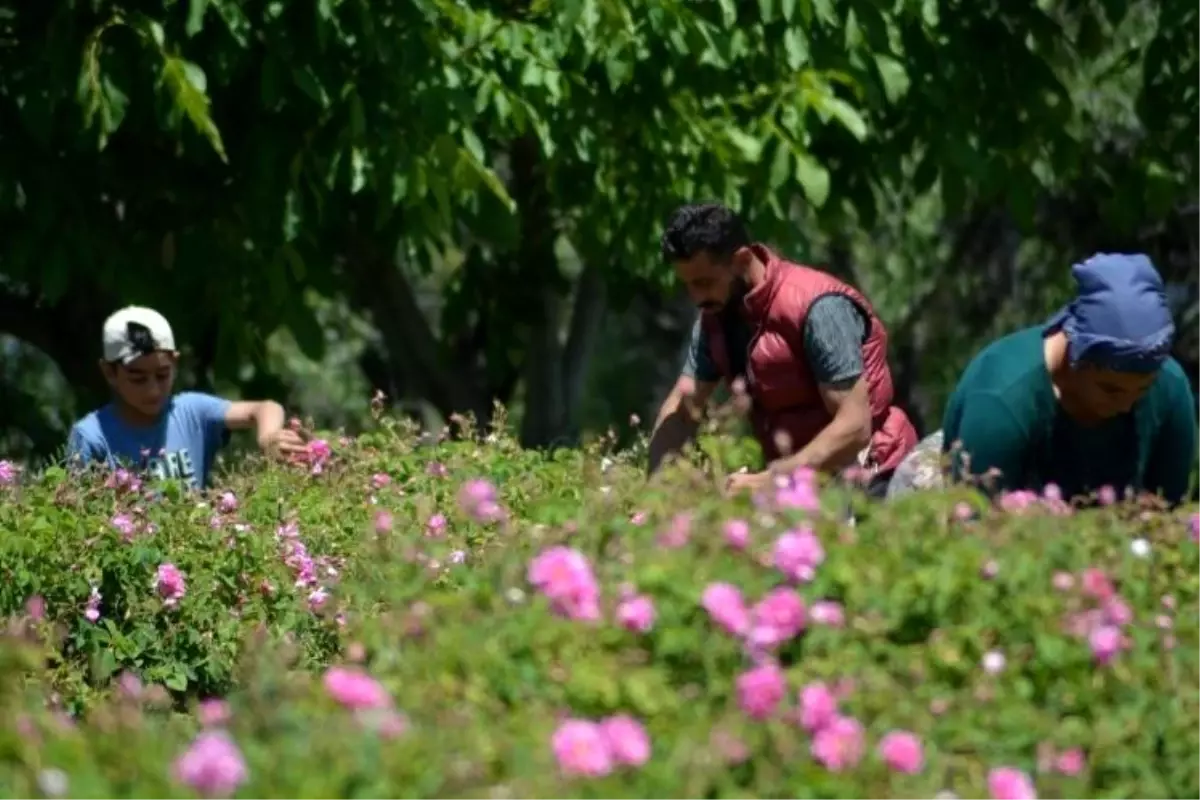 Isparta ekonomi haberleri | Isparta\'da gül çiçeği taban fiyatı 22 lira olarak açıklandı