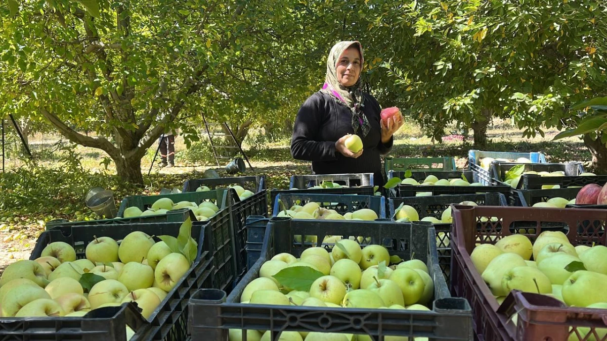 Isparta ekonomi: Isparta\'dan yıl sonuna kadar 200 bin ton elma ihraç edilecek