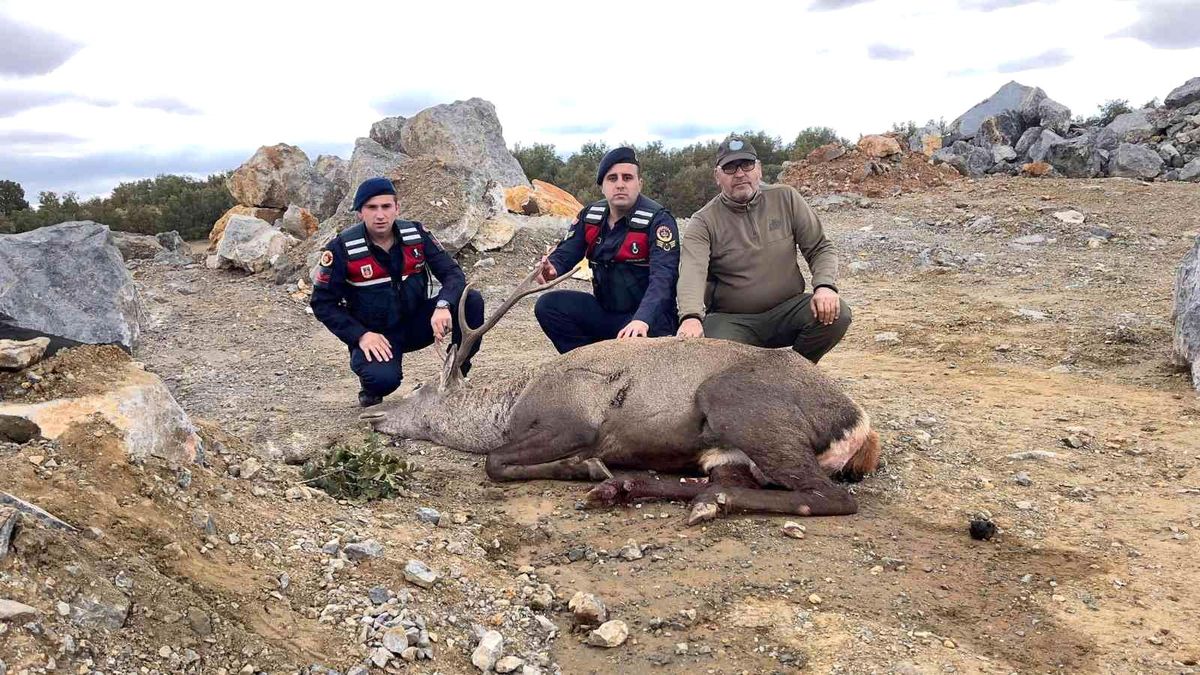 Son dakika 3. sayfa: Jandarma ekiplerince bulunan yaralı geyik tedavi edildi