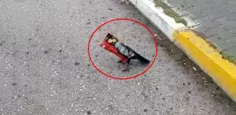 Kafasını cips poşetine sıkıştıran karganın imdadına yoldan geçen bir öğretmen yetişti