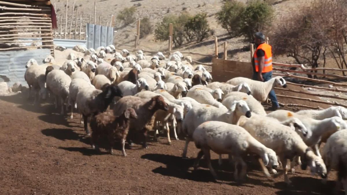 Malatya yerel haberleri | Malatya Koyun Keçi Yetiştiricileri Birliği Başkanı İhsan Akın: "Üreticileri Daha Fazla Desteklememiz Lazım"