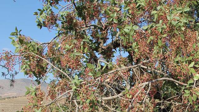 Siirt'te bıttım hasadı başladı! Bu yıl fiyatıyla üzecek Siirt'te bıttım hasadı başladı! Bu yıl fiyatıyla üzecek