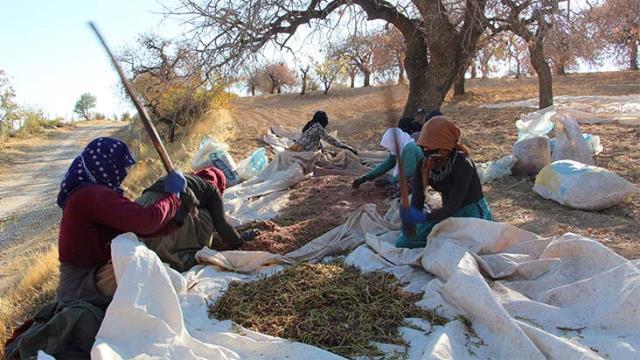 Siirt'te bıttım hasadı başladı! Bu yıl fiyatıyla üzecek Siirt'te bıttım hasadı başladı! Bu yıl fiyatıyla üzecek