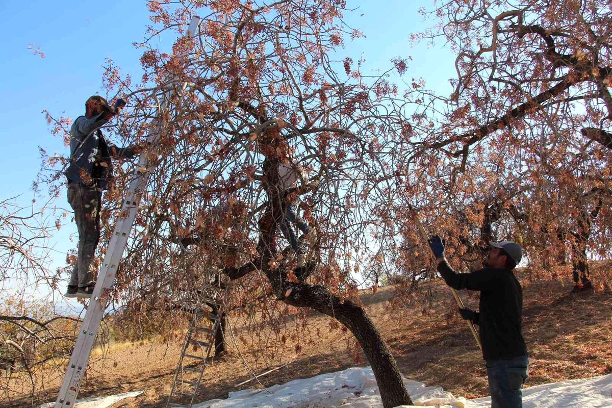 Siirt haber... Siirt\'te bıttım toplanmaya başlandı
