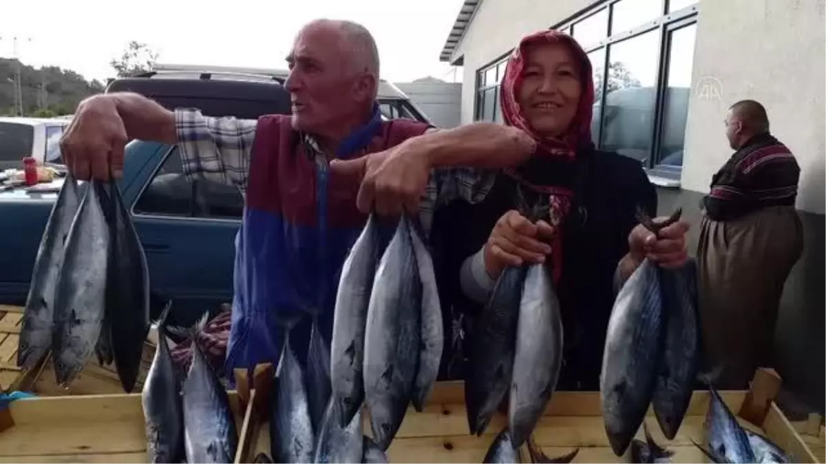 Zonguldak haberi... ZONGULDAK - Alaplı\'da palamut azlığı fiyatları yükseltti