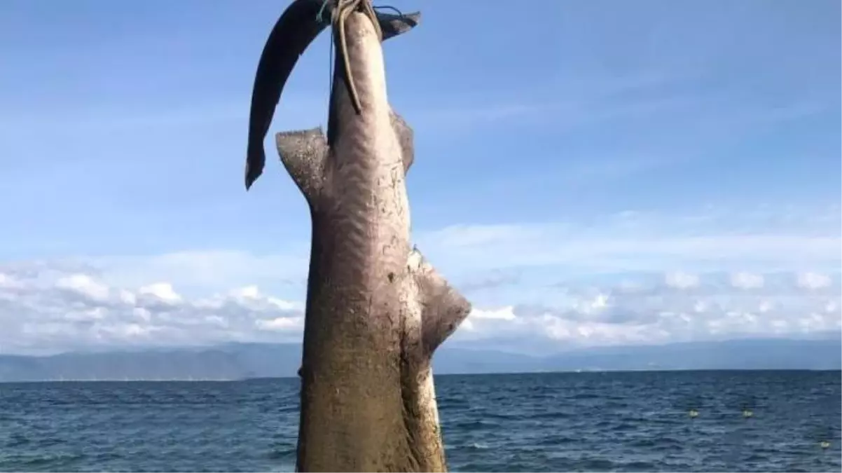 Bursa\'da yakalanan 500 kiloluk dev köpekbalığı iş makinesiyle kaldırıldı