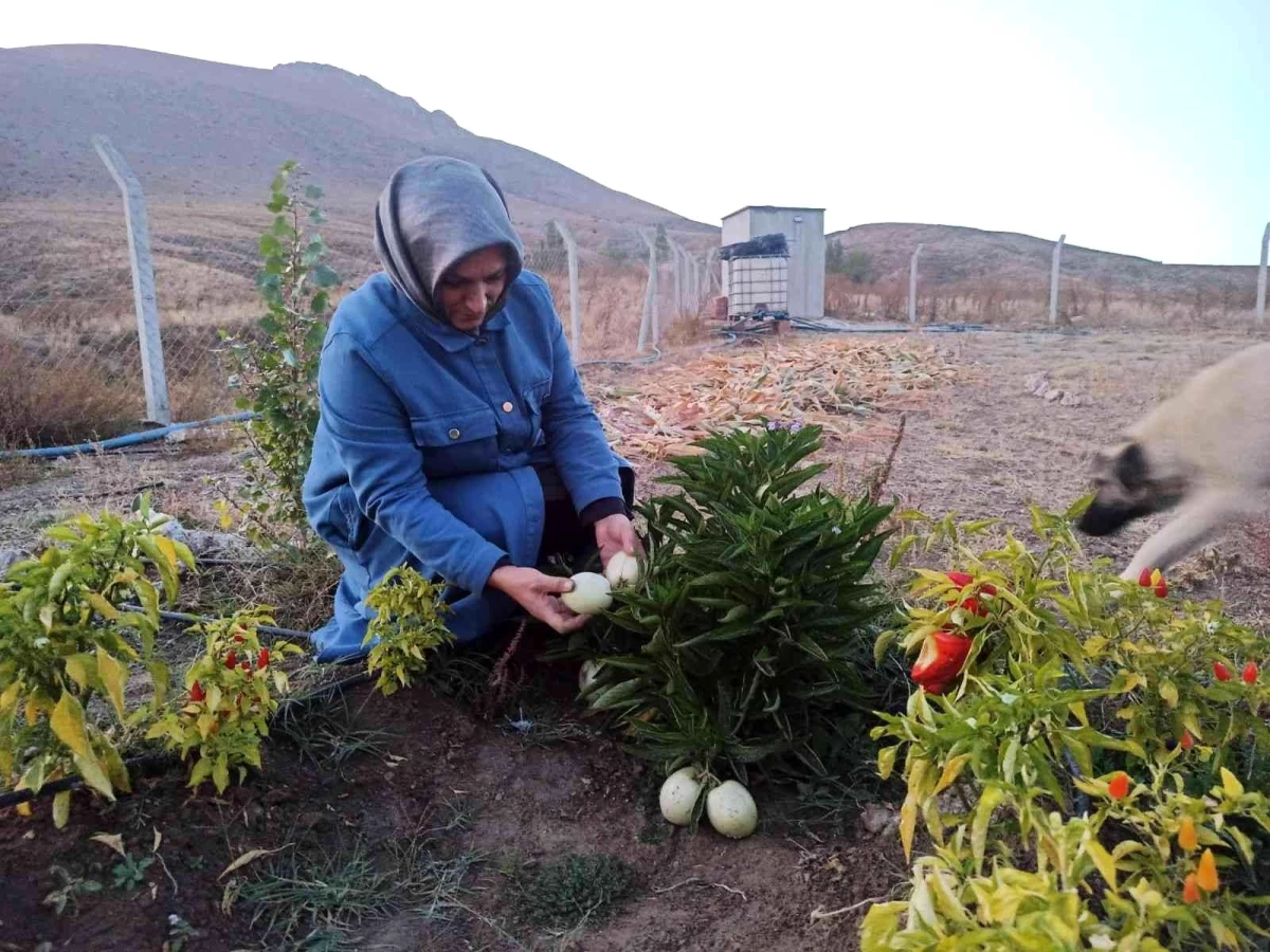 Kahramanmaraş haberleri | Anavatanı Peru olan meyveyi Ekinözü\'nde yetiştirdi