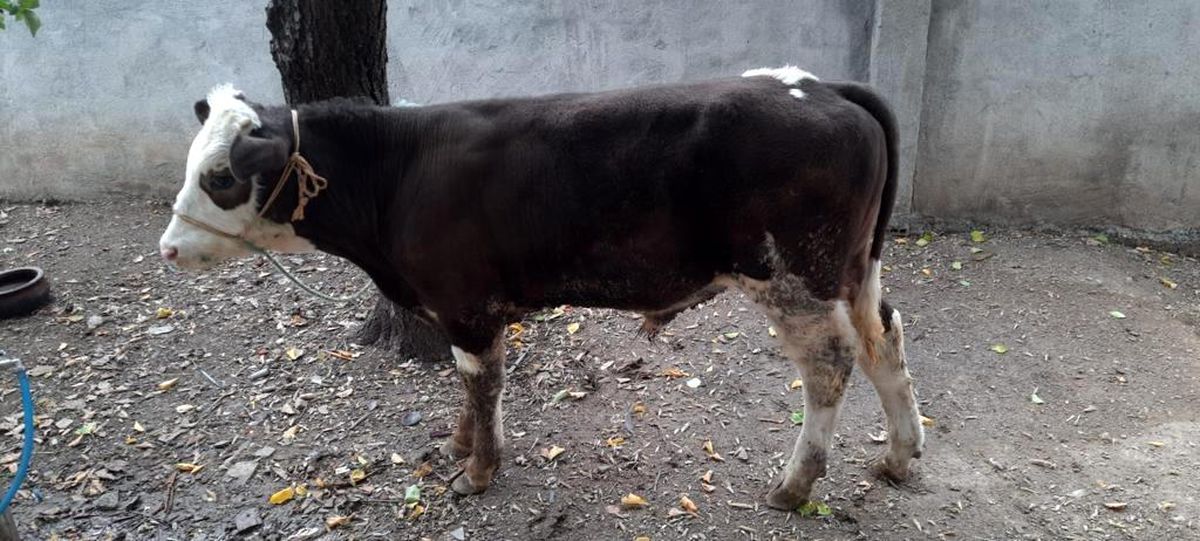 Bağ evinden çaldığı hayvanlar evinde bulundu