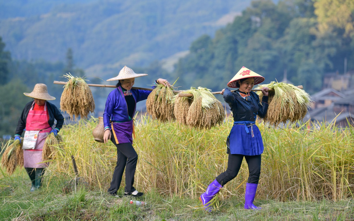 Çin\'in Guizhou Eyaletinde Çeltik Hasadı Yapan Kadınlar