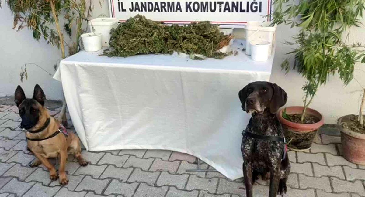 Hatay 3. sayfa haberleri... Hatay\'da 2 kilo 450 gram esrar ele geçirildi