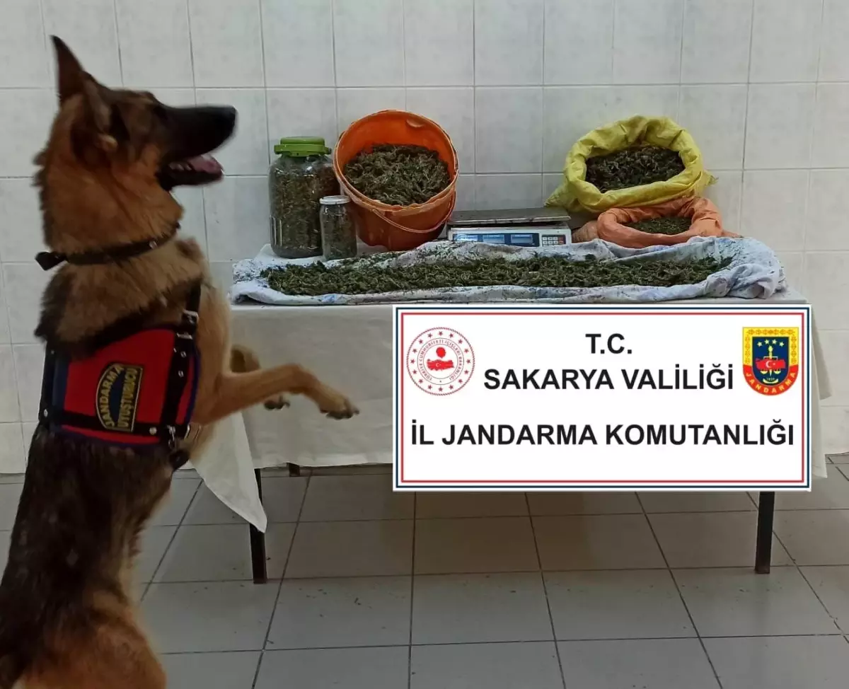 Son dakika haberi: Jandarmadan iki ilçede uyuşturucu operasyonu: 4 gözaltı