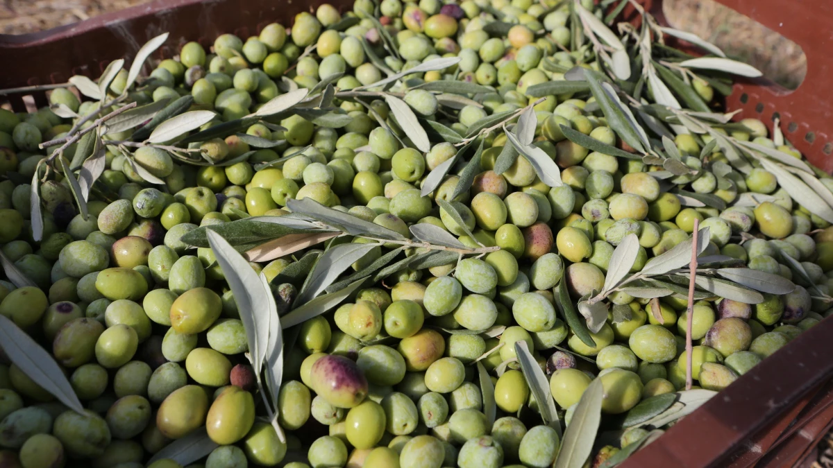 Mersin haberi! Mersin\'de zeytin hasadına başlandı