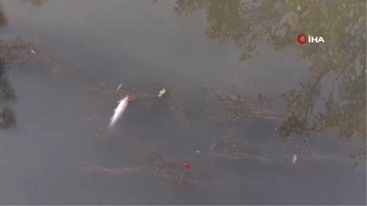 Son dakika haberi! Su seviyesi düşen kanalda onlarca balık öldü