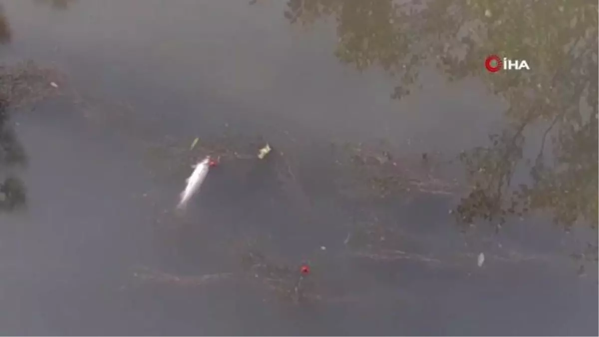 Son dakika haberi! Su seviyesi düşen kanalda onlarca balık öldü