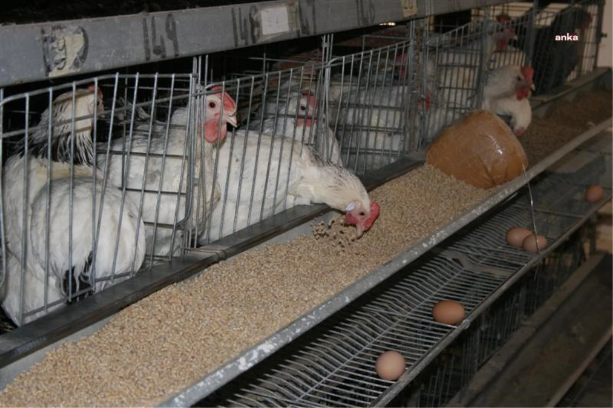 Tüik: Tavuk Eti Üretimi Yıllık Bazda Yüzde 12,1 Arttı
