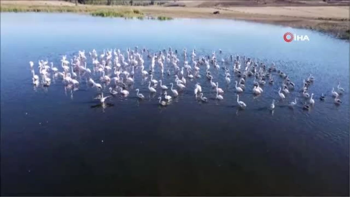 Tokat gündem haberleri: Tuz Gölü\'nü mesken tutan flamingolar Tokat\'ta görüntülendi