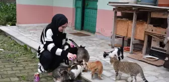 Üniversite öğrencisi Sevgican sahipsiz kedilerin yardımına koşuyor