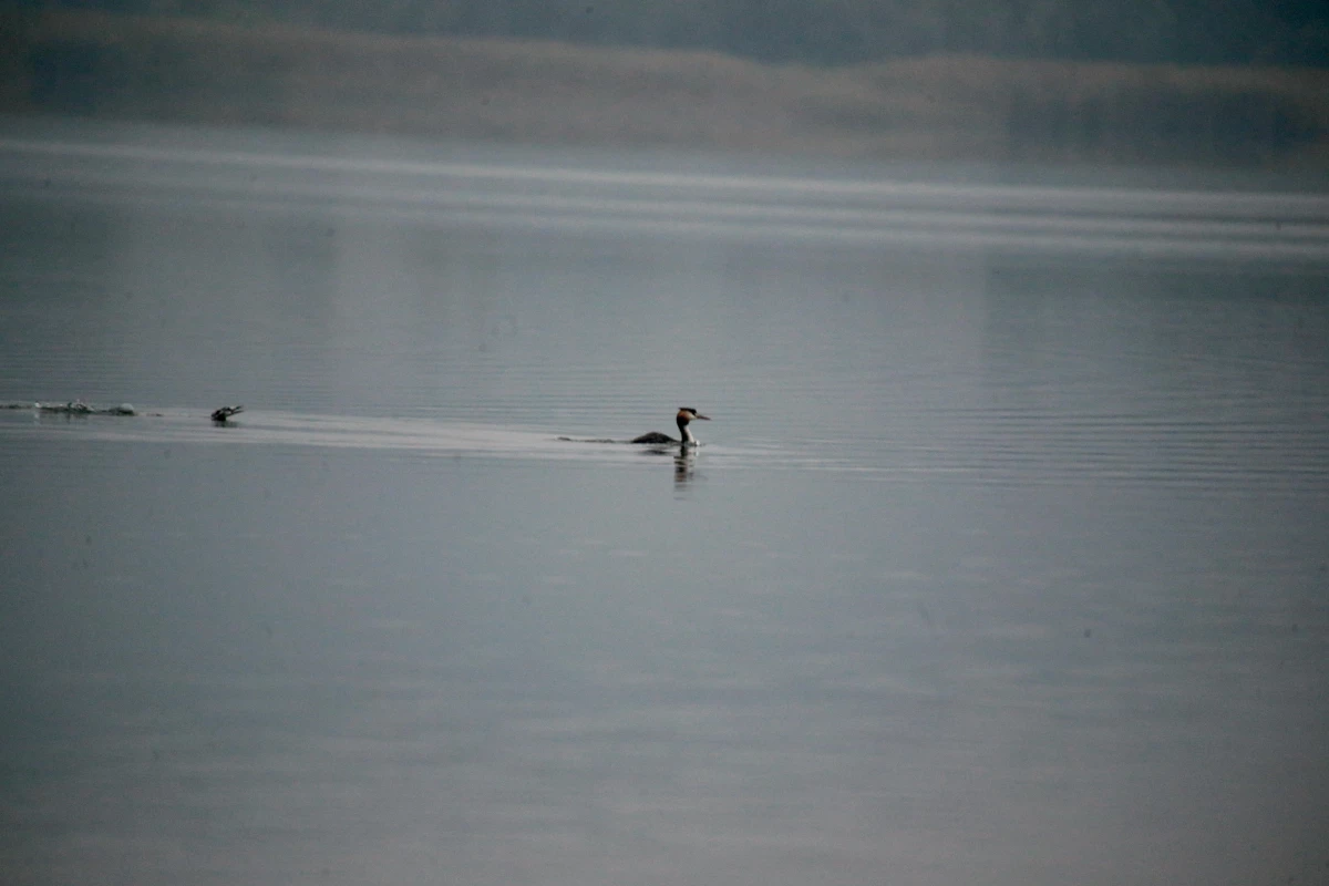 Bolu gündem haberi... Yeniçağa Gölü göç mevsiminde mola veren kuşları ağırlıyor