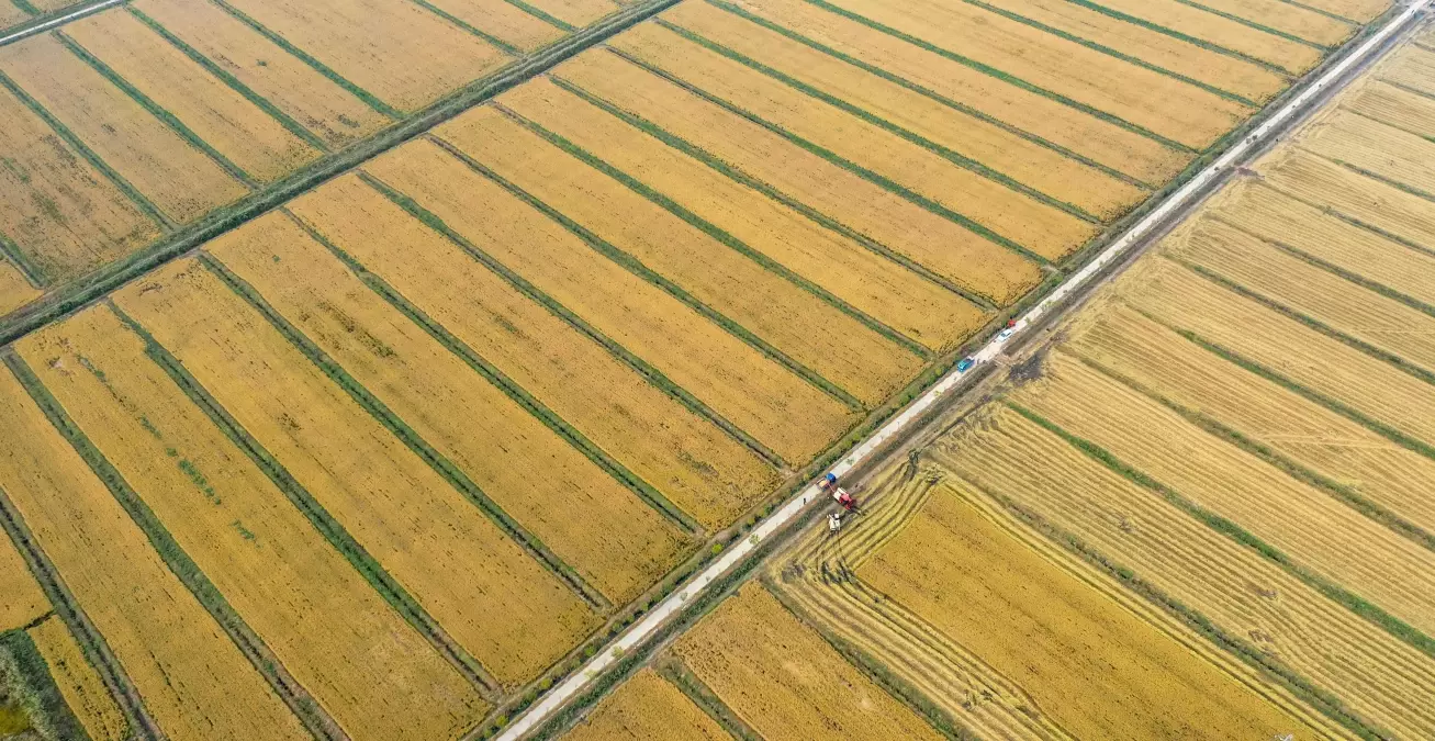 Çin\'in Kuzeyindeki Tianjin\'de Çeltik Hasadı