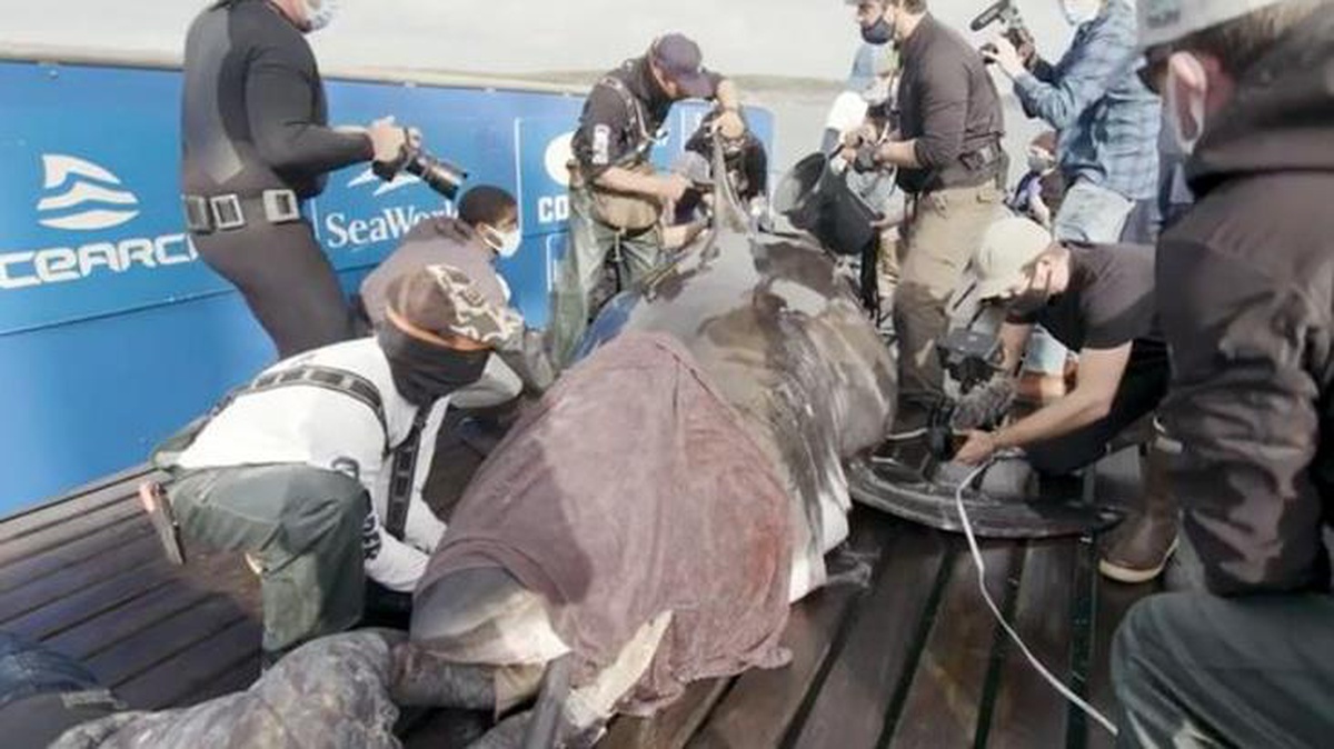 50 yaşından büyük, 250 kilogram ağırlığındaki "Okyanusun kraliçesi" Kuzey Atlantik\'te yakalandı