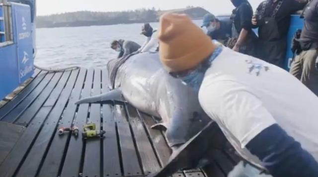 'Okyanusun kraliçesi' yakalandı! 50 yaşından büyük, boyu da tamı tamına 5 metre 'Okyanusun kraliçesi' yakalandı! 50 yaşından büyük, boyu da tamı tamına 5 metre