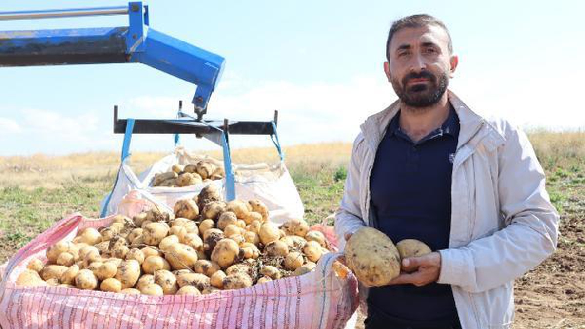 Yaz mevsimine göre patatesin fiyatı 5 lira düştü