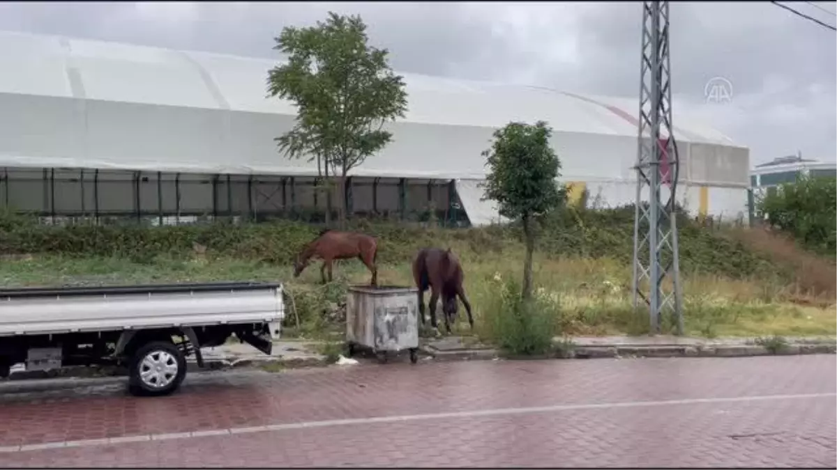 Avcılar\'da vatandaşlar başıboş dolaşan atlarla ilgili çözüm bekliyor
