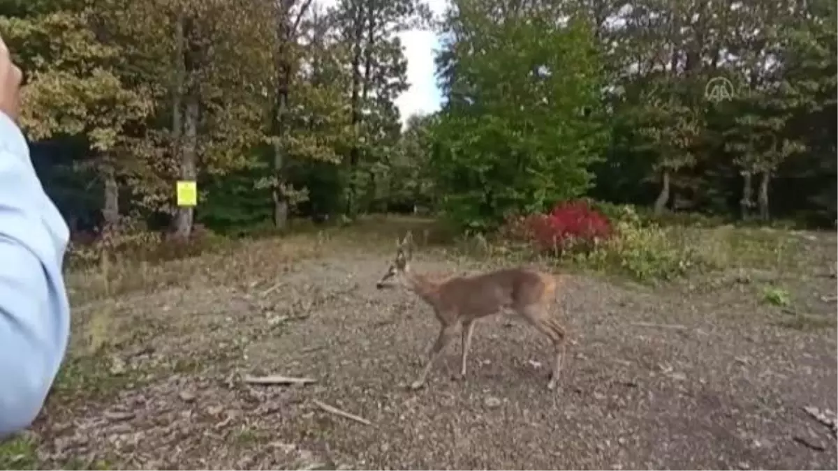 KASTAMONU - Köpeklerden kaçarken yaralanan karaca tedavisinin ardından doğaya salıverildi