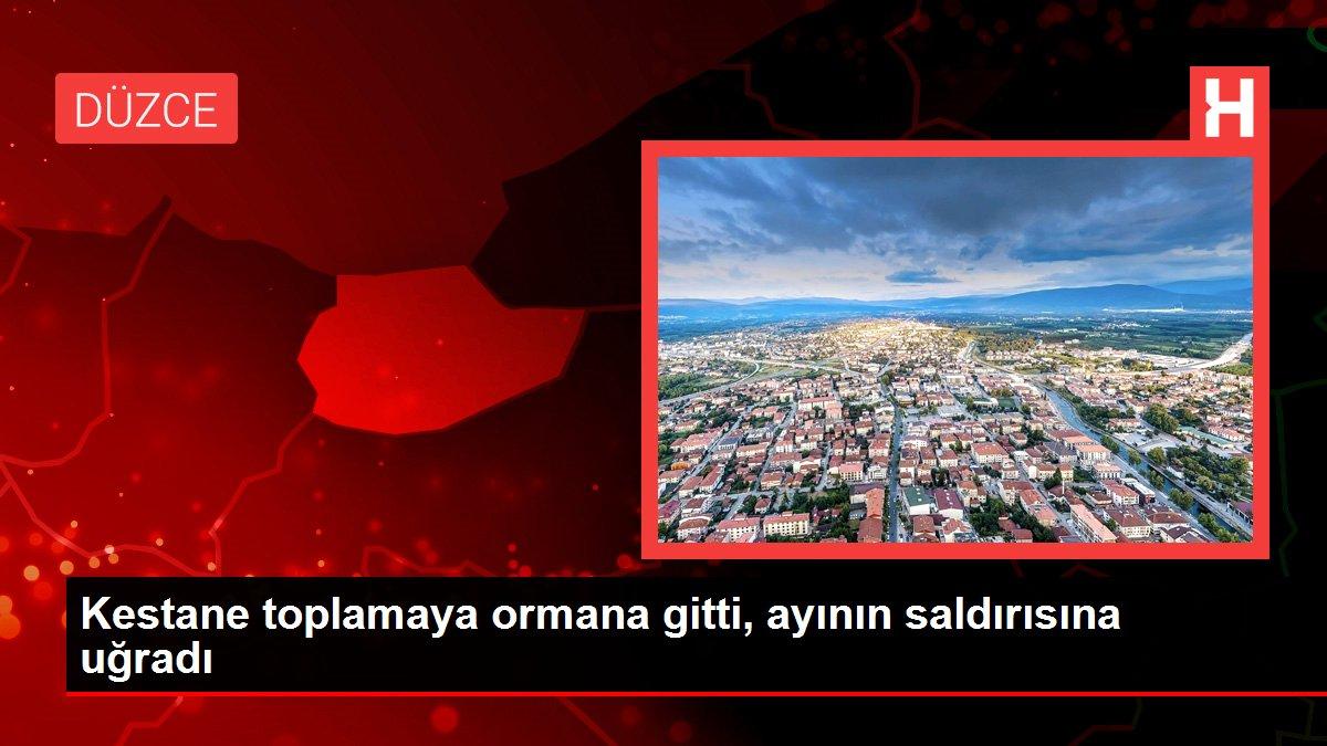 Son dakika haber... Kestane toplamaya ormana gitti, ayının saldırısına uğradı