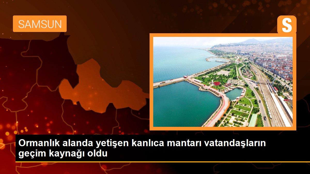 Ormanlık alanda yetişen kanlıca mantarı vatandaşların geçim kaynağı oldu