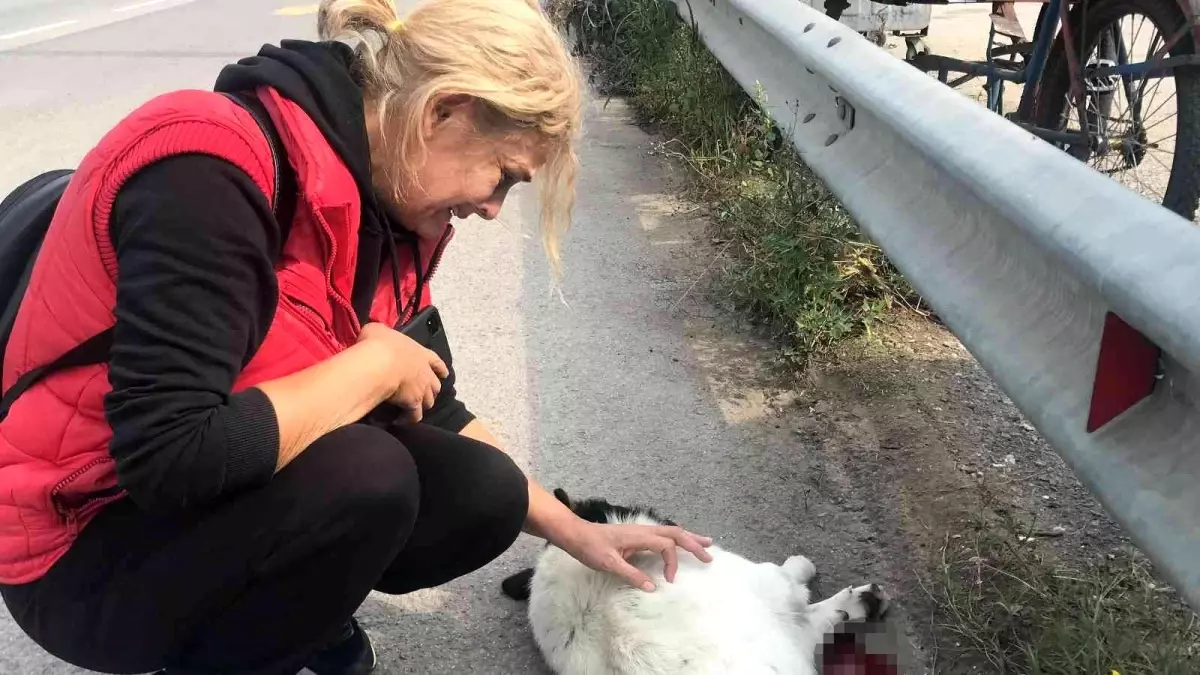 Tırın ezdiği köpek telef oldu... Mahalle sakinleri gözyaşlarını tutamadı