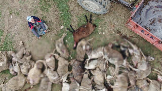 Ağılda bıraktıkları koyunlara bakmaya dönen çiftlik sahipleri, içeride ürkütücü manzarayla karşılaştı