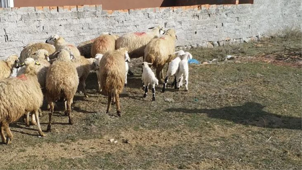 Bursa\'da köpekler, koyun sürüsüne saldırdı! 41 hayvan öldü