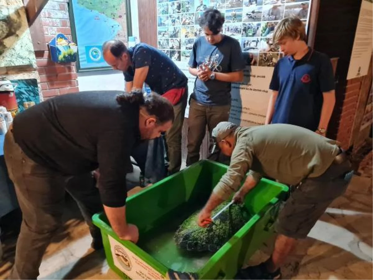 Caretta caretta ölü bulundu, 2 deniz kaplumbağası da kurtarıldı