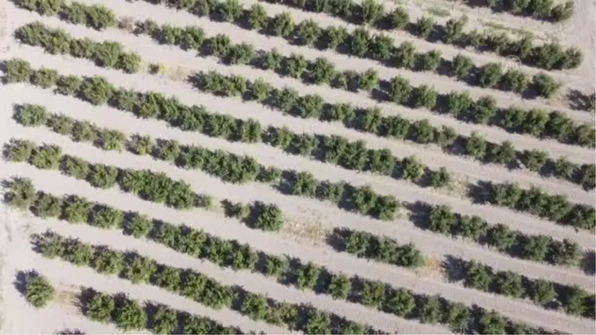 Denizli haber | Denizli narının büyük bölümü ihraç ediliyor