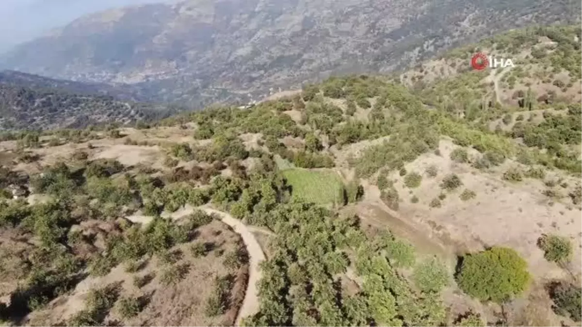 Kestane üreticilerini hasat telaşı sardı