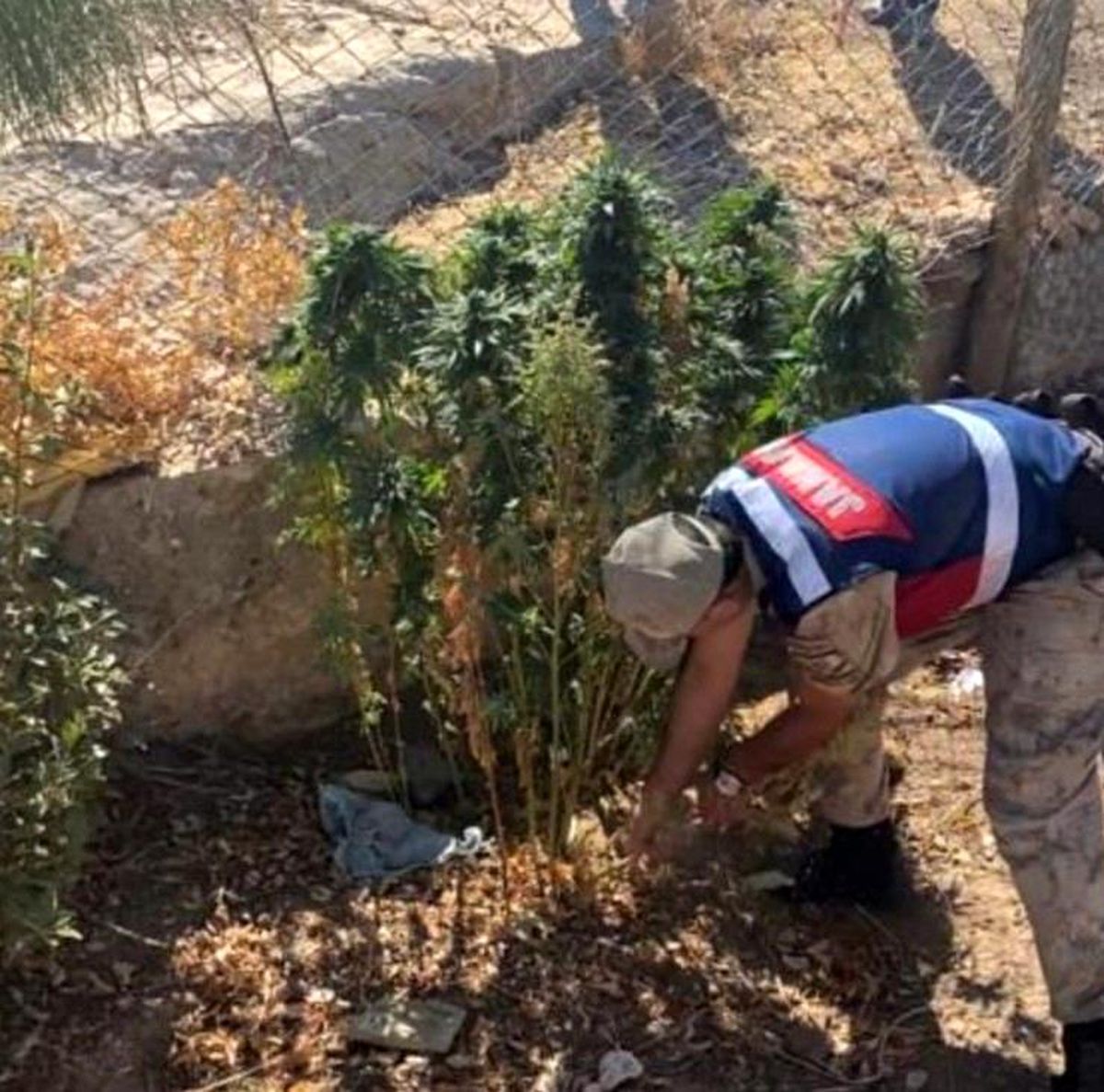 Şanlıurfa haberi: Şanlıurfa\'da kenevir bitkisi ile tüfek ele geçirildi
