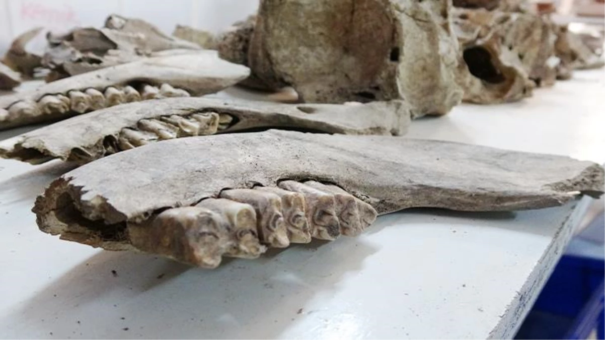 Çanakkale\'deki Assos Ören Yeri\'nde 1600 yıllık balık kılçığı ve pulu bulundu