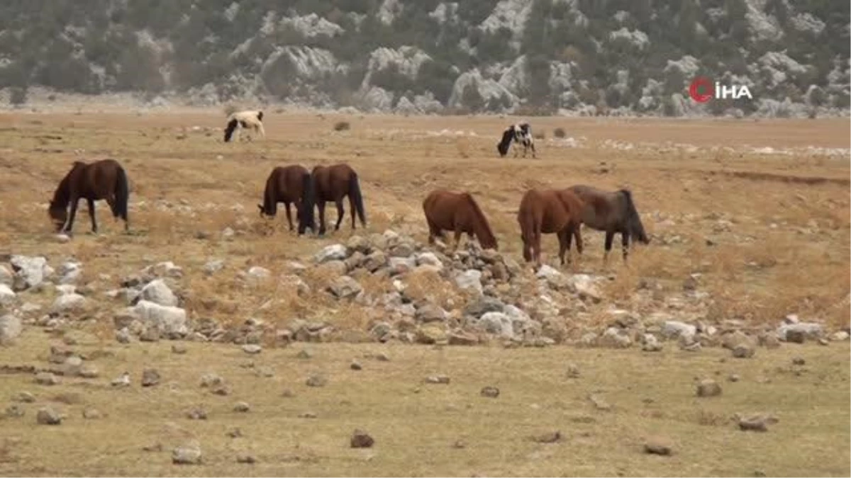 Antalya gündem: Antalya\'nın \'vahşi güzelliği\' yılkı atları turistlerin ilgi odağı oldu