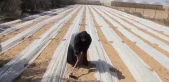 Filistinli kadın yetiştirdiği ürünlerle zorlukları aşıyor